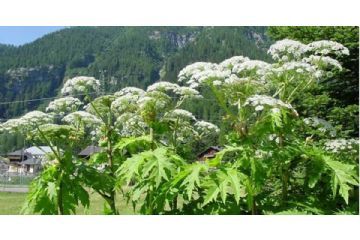 “Allerta – Ustioni causate dalla pianta “Heracleum mantegazzianum”